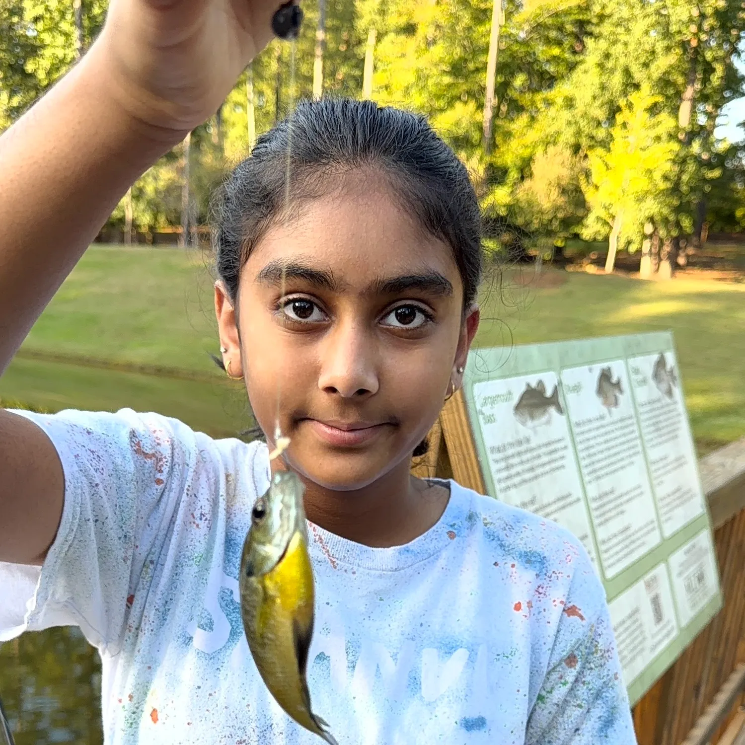 Bluegill caught on Fishbrain