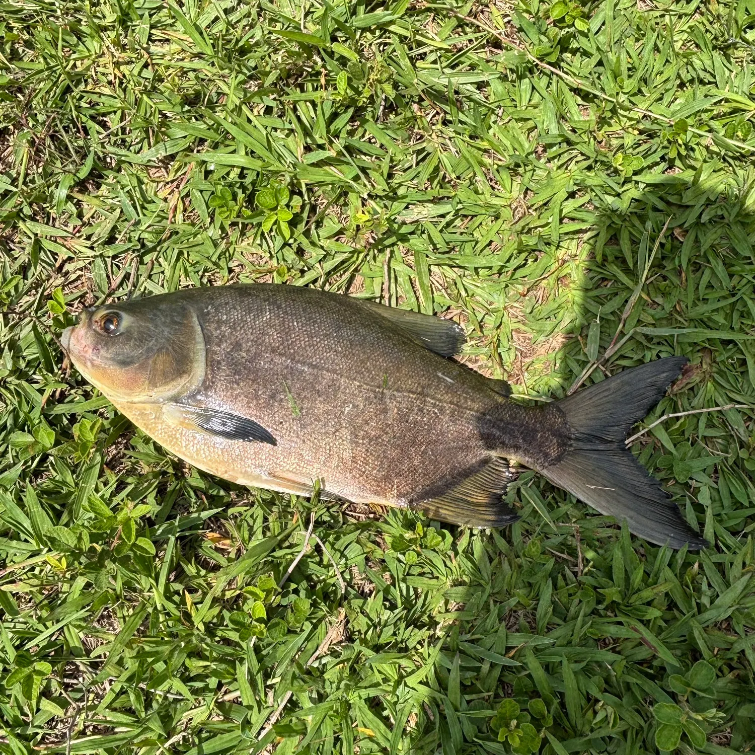 The most recent Small-scaled pacu catches on Fishbrain