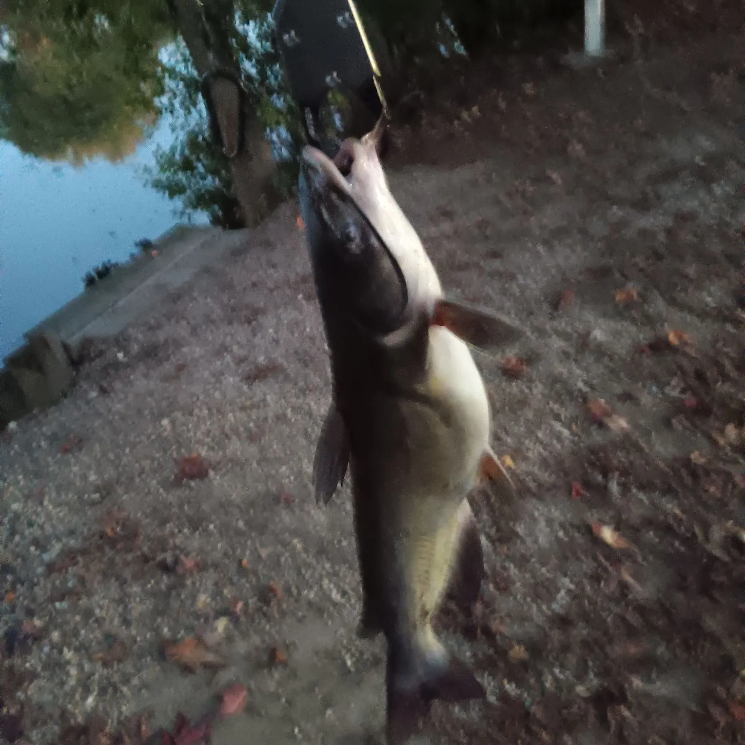 Channel catfish caught on Fishbrain