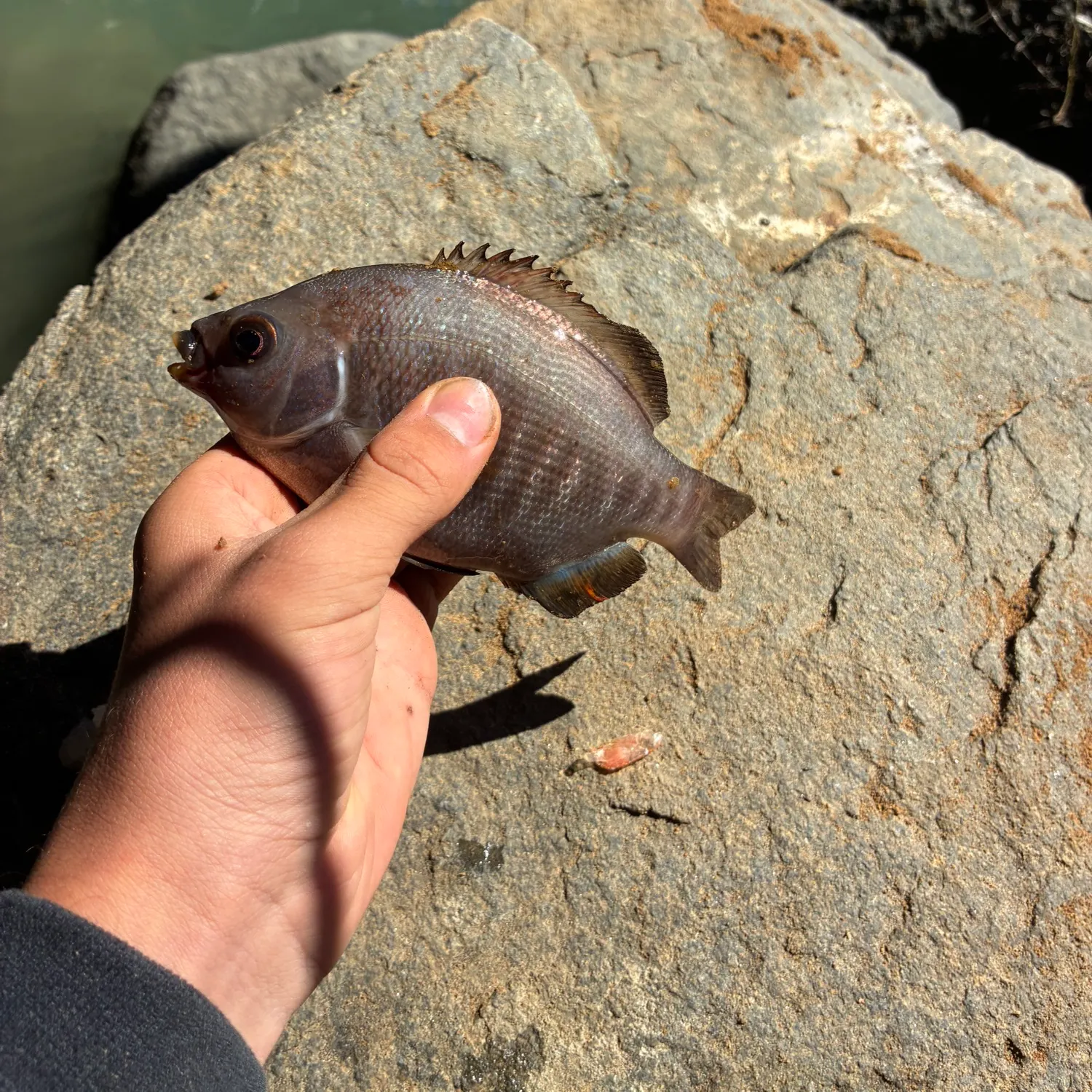The most recent Black perch catches on Fishbrain