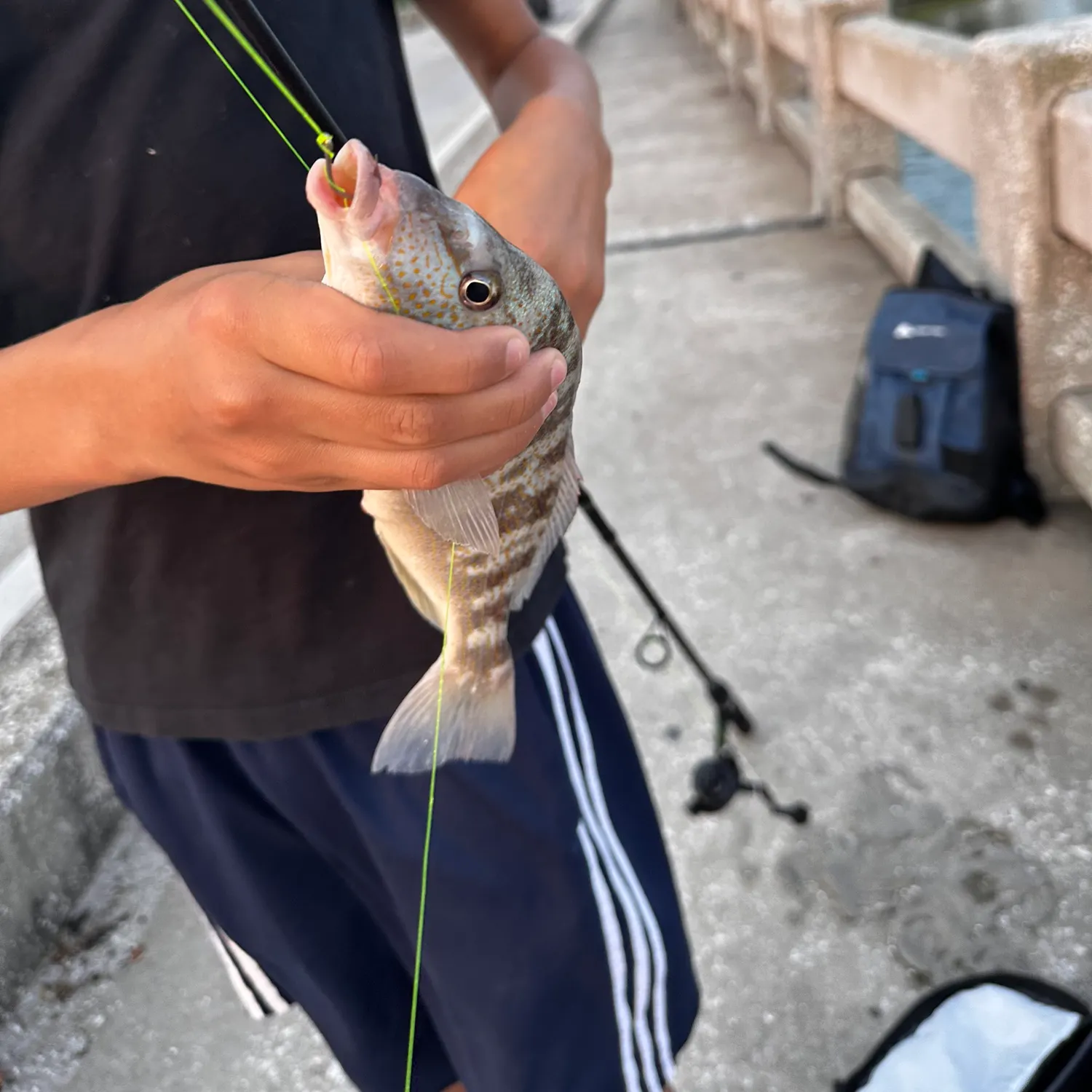 The most recent Pigfish catches on Fishbrain