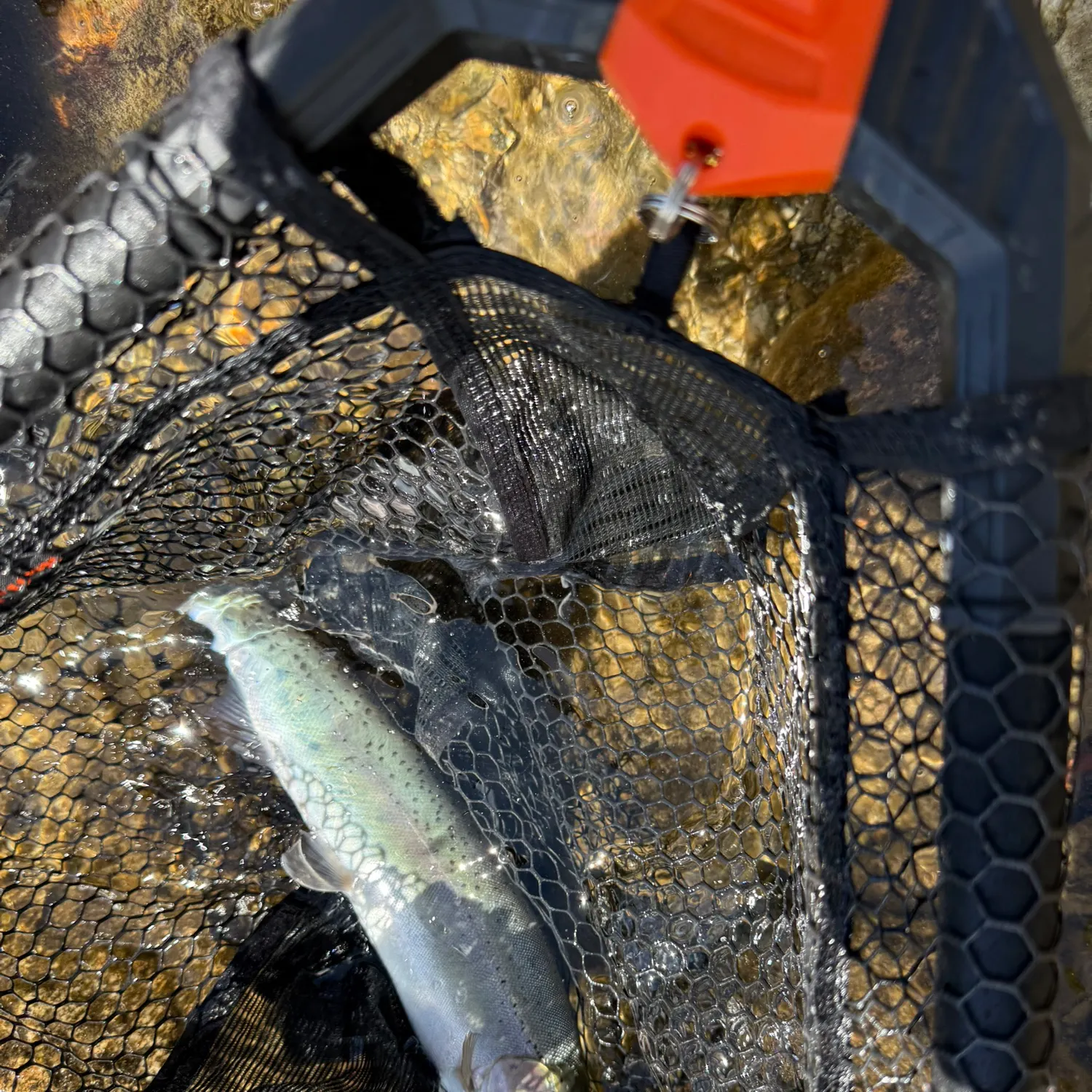 Rainbow trout caught on Fishbrain