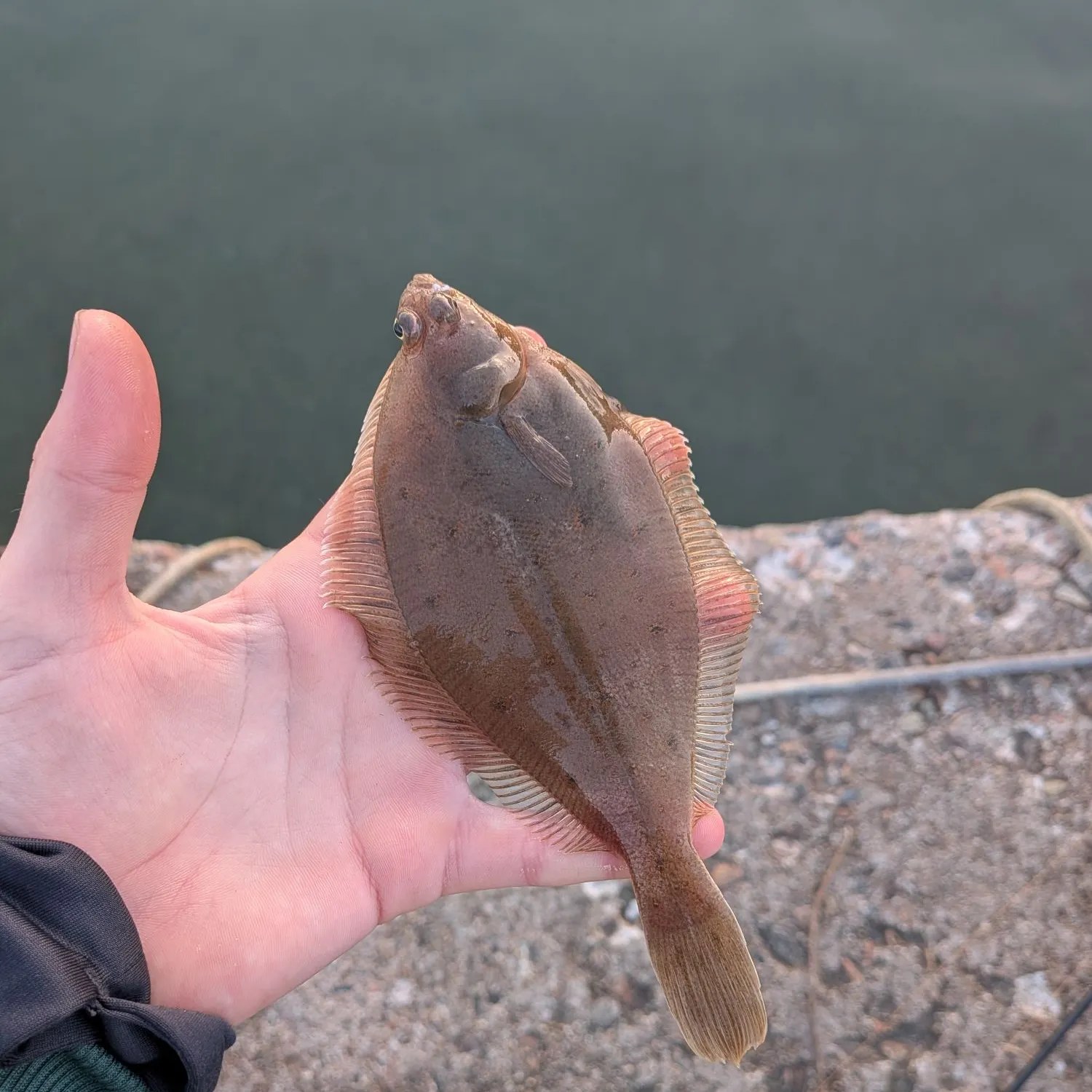 European plaice caught on Fishbrain