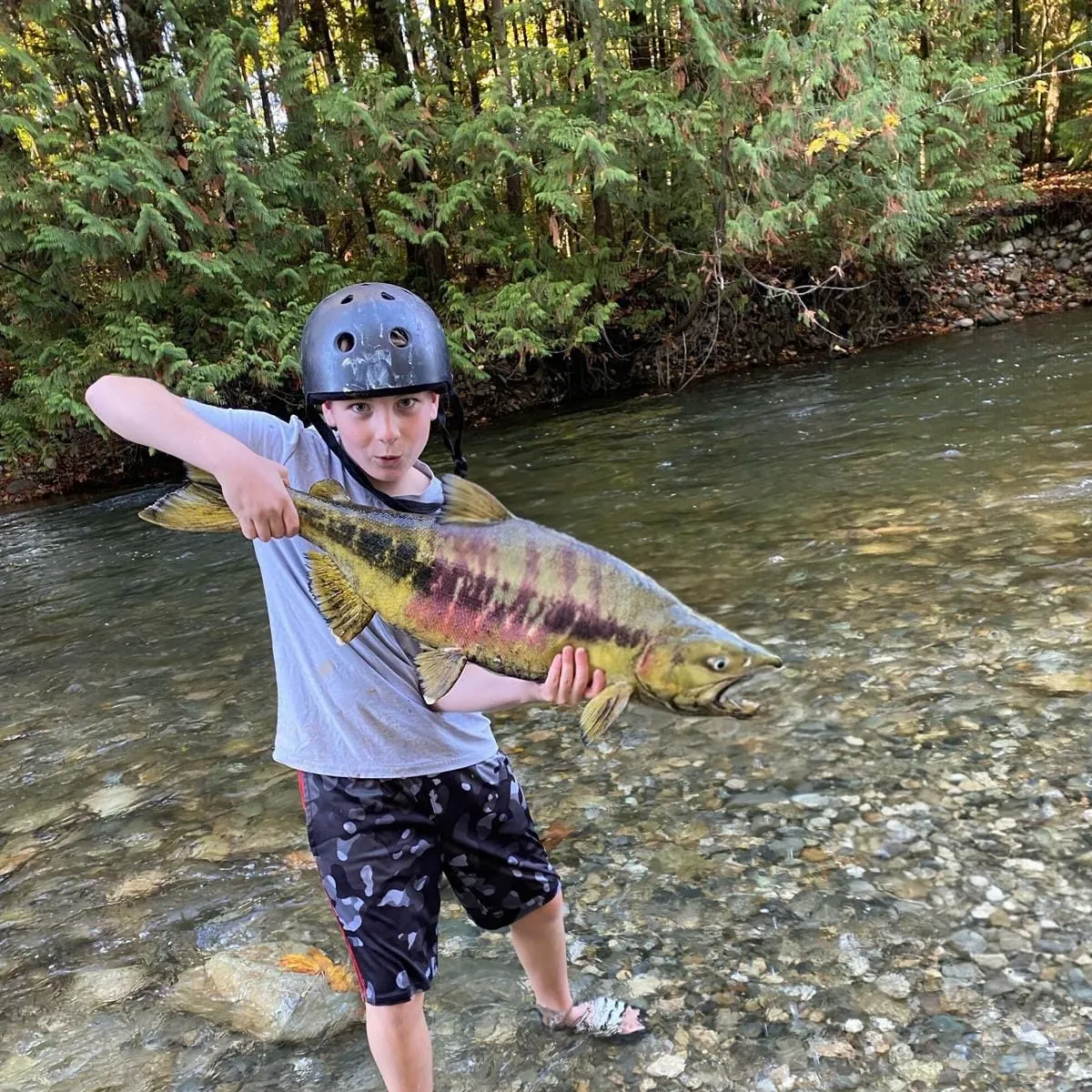 Chum salmon caught on Fishbrain