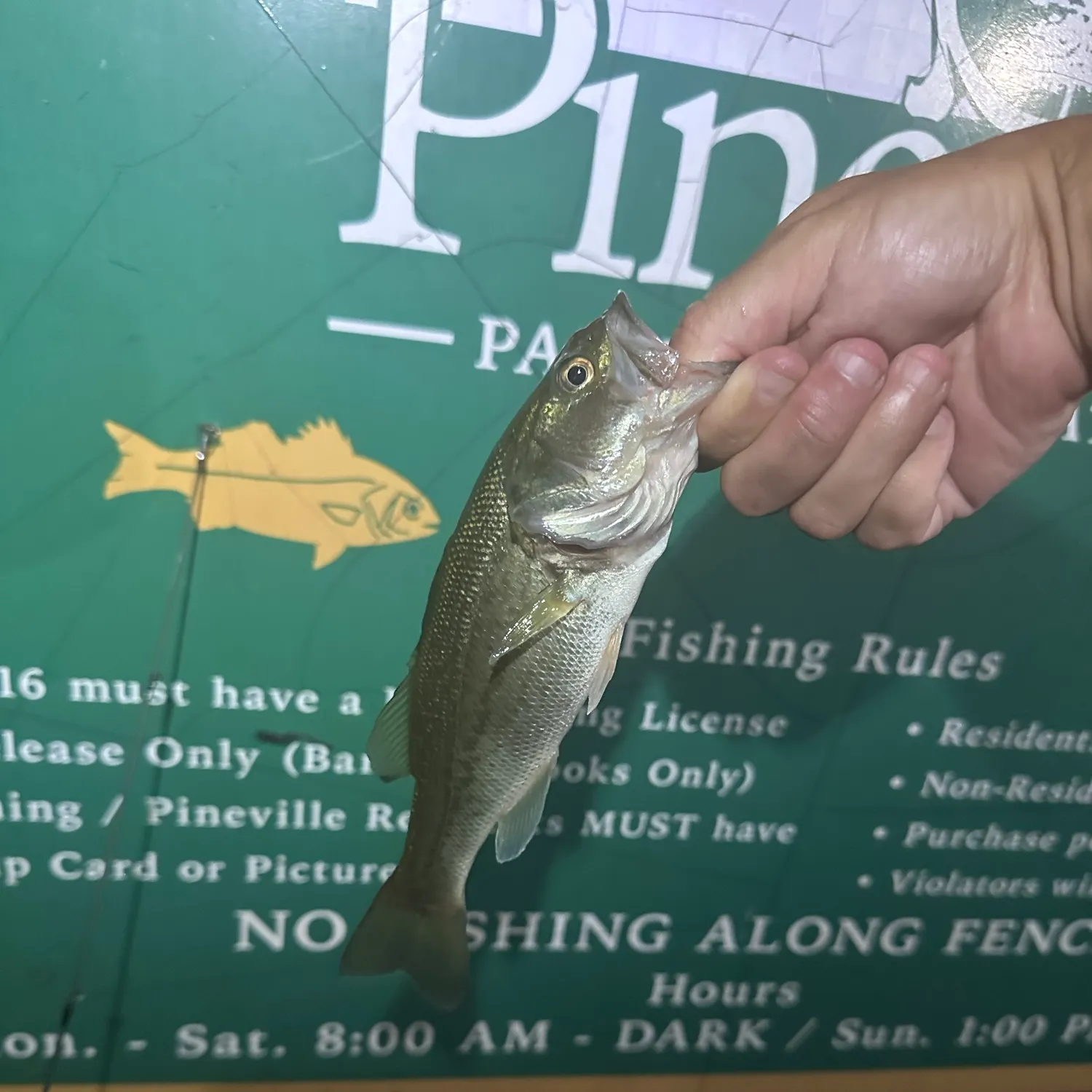 recently logged catches