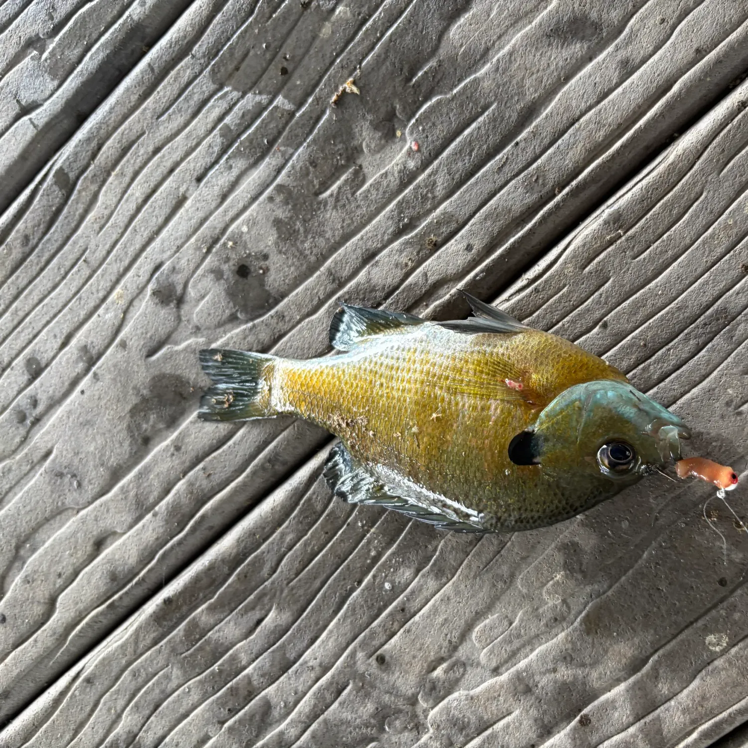 Bluegill caught on Fishbrain