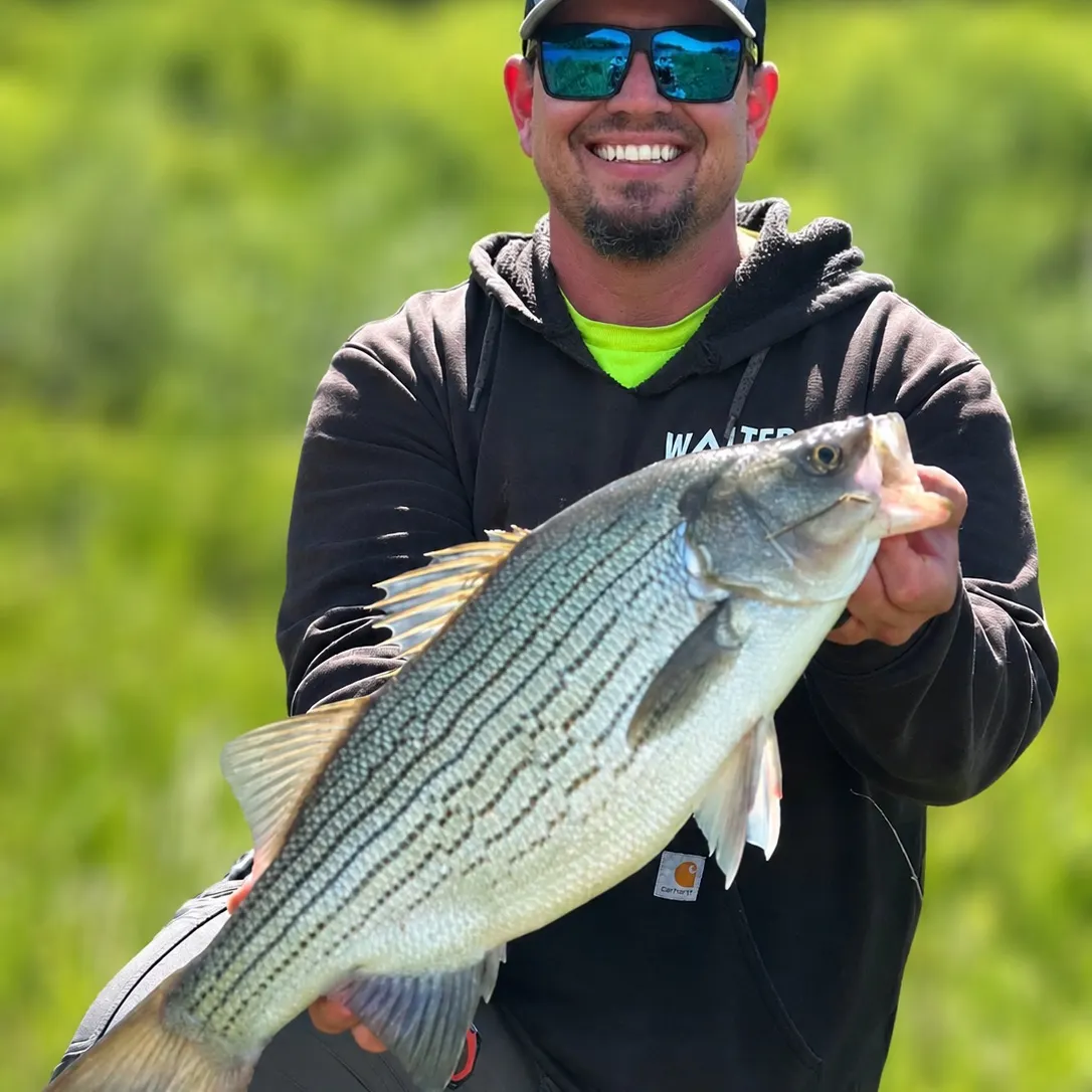 The most recent Hybrid striped bass catches on Fishbrain