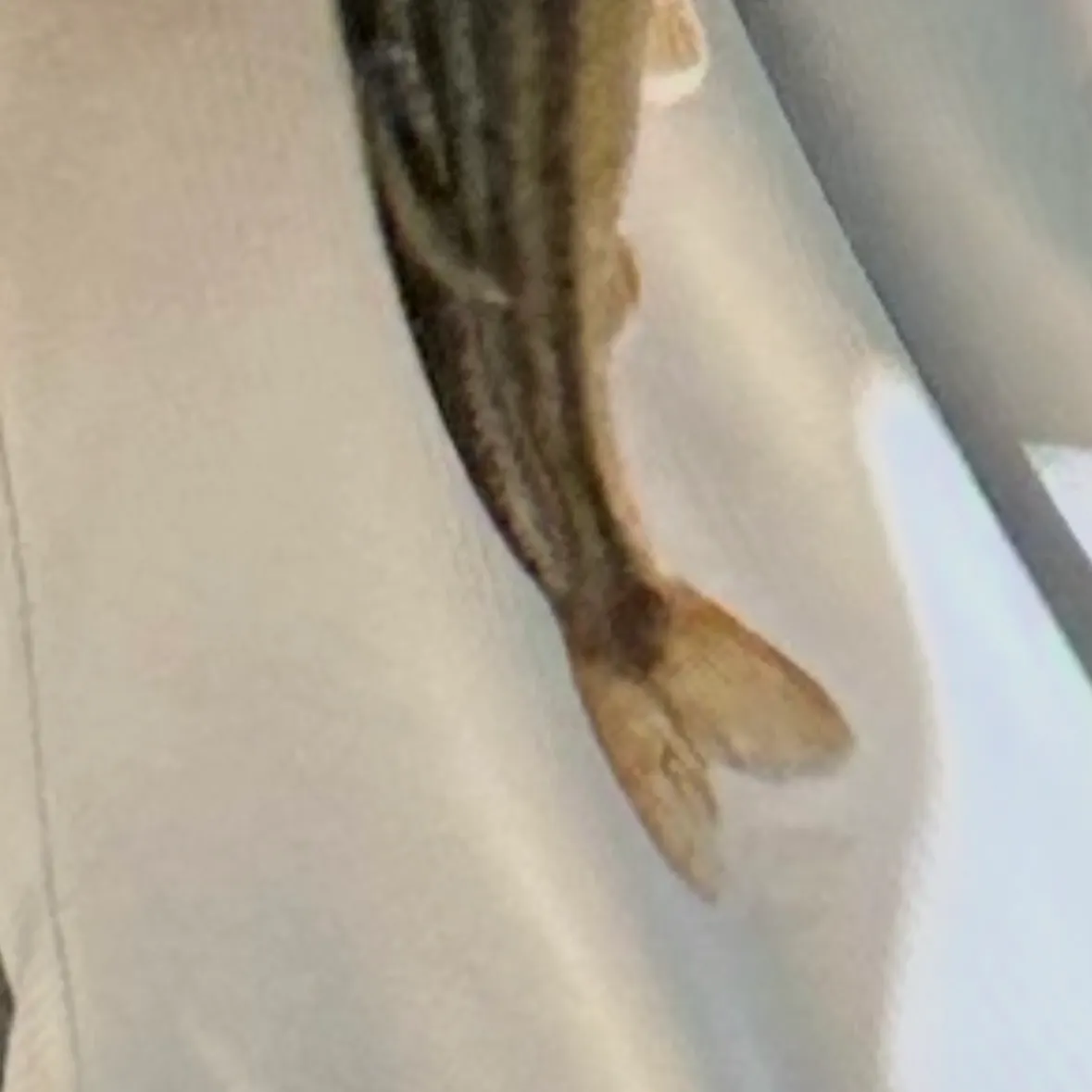 The most recent California roach catches on Fishbrain