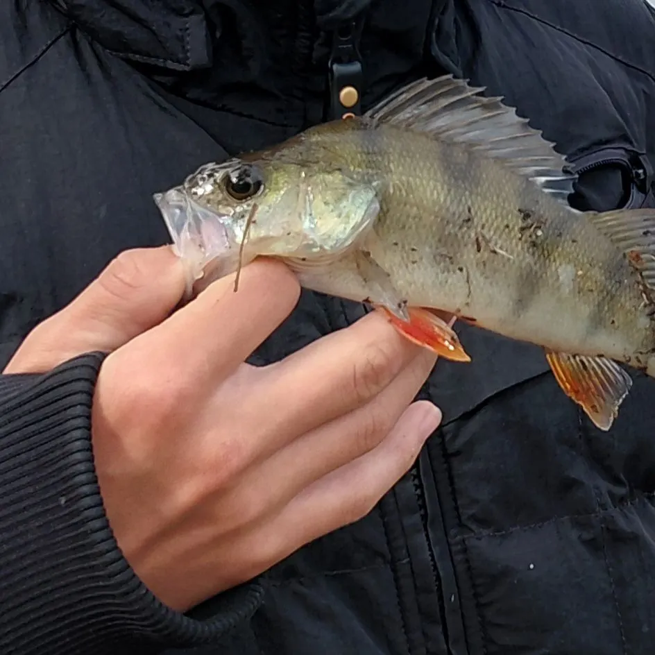 European perch caught on Fishbrain