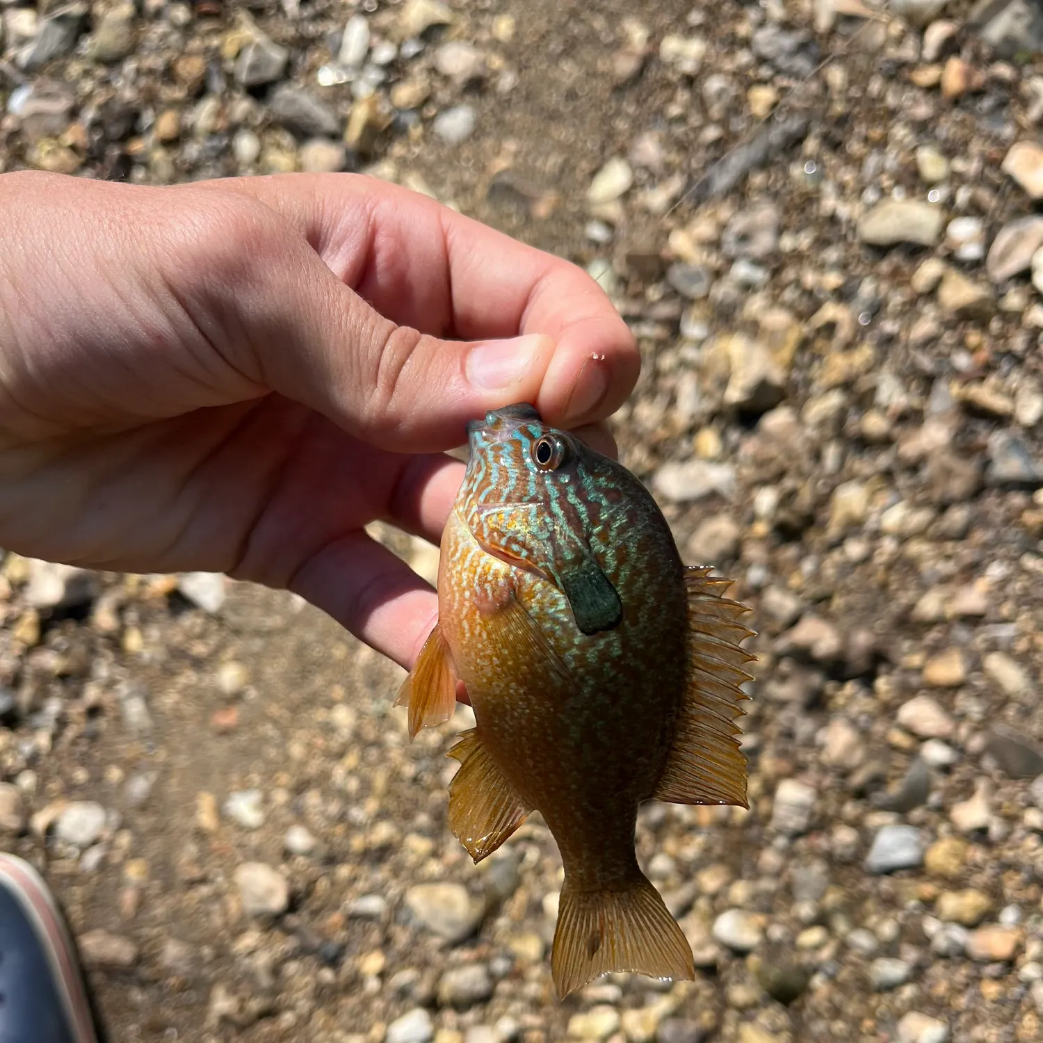 Longear sunfish caught on Fishbrain