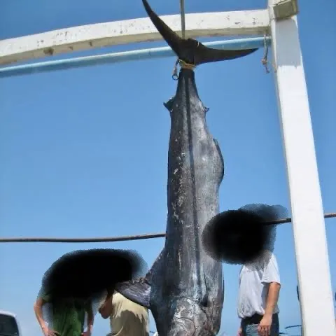 The most recent Indo-Pacific blue marlin catches on Fishbrain