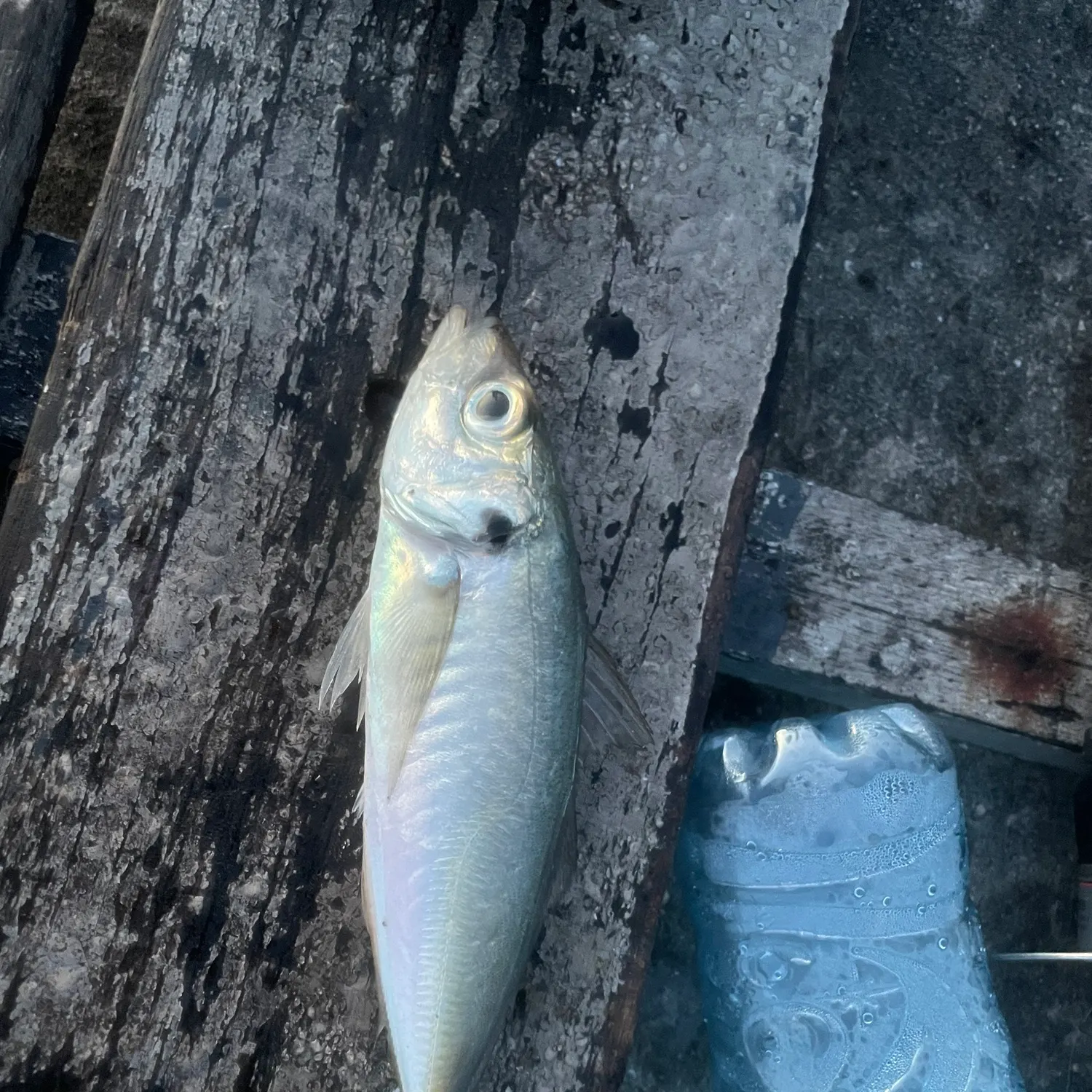 The most recent Atlantic horse mackerel catches on Fishbrain