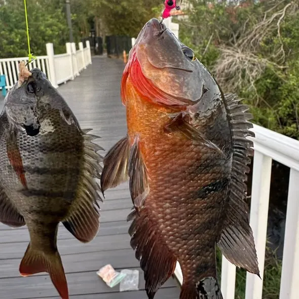 The most recent Redbelly tilapia catches on Fishbrain