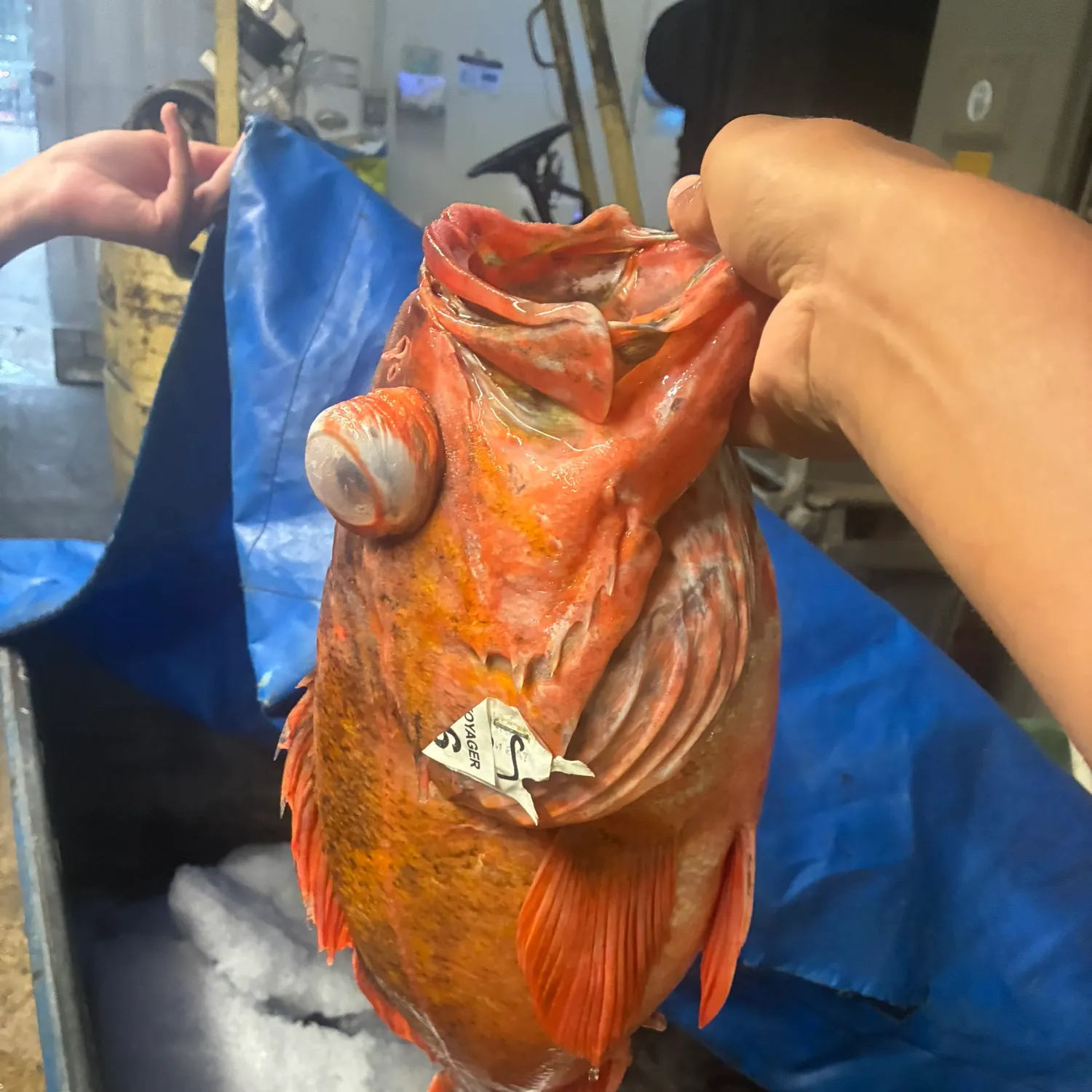 The most recent Vermilion rockfish catches on Fishbrain