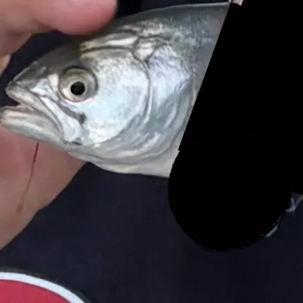 Bluefish caught on Fishbrain