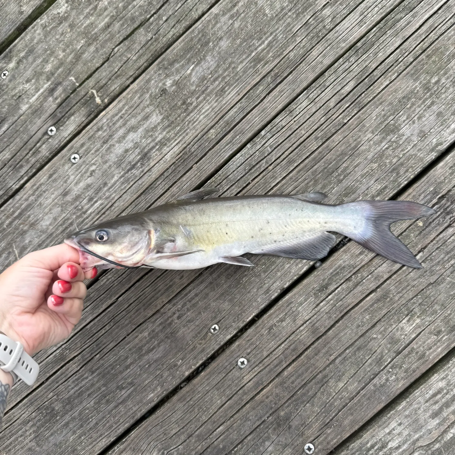 catch