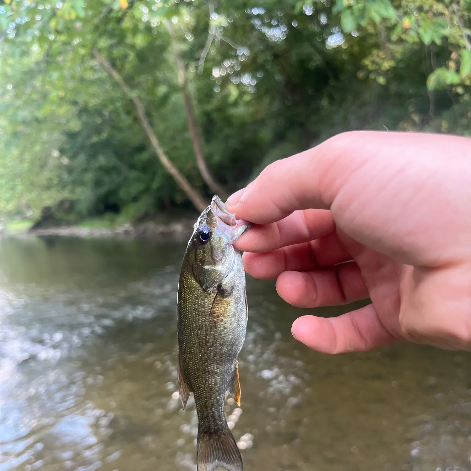 Smallmouth bass caught on Fishbrain