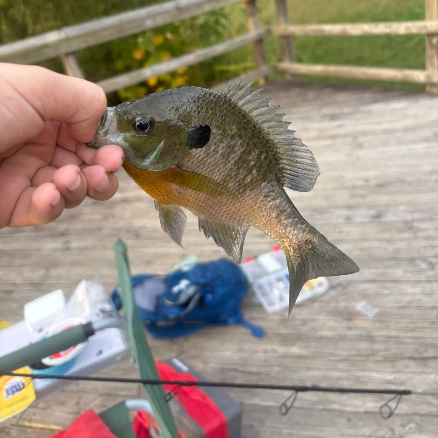 Fish caught on Fishbrain