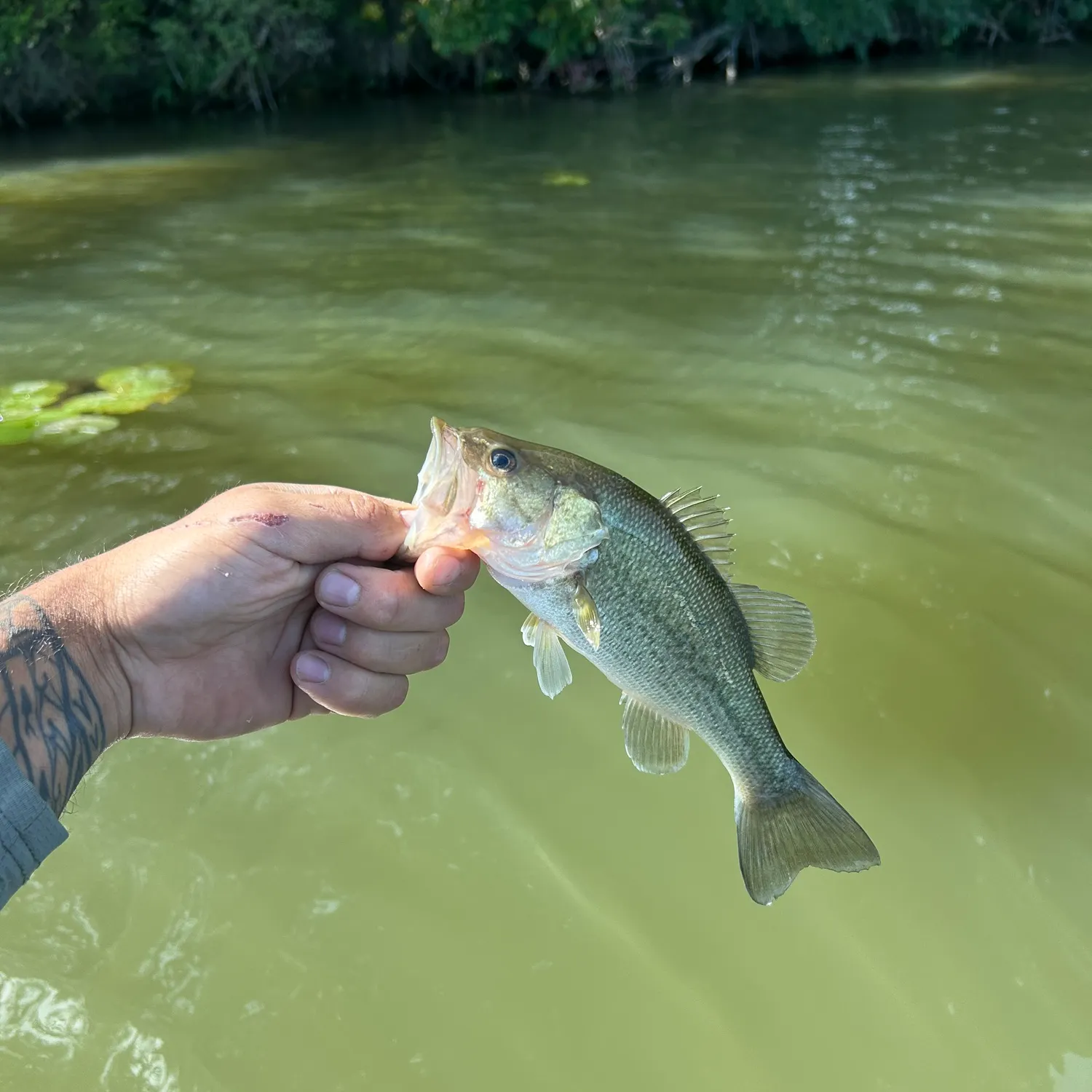 Largemouth bass caught on Fishbrain