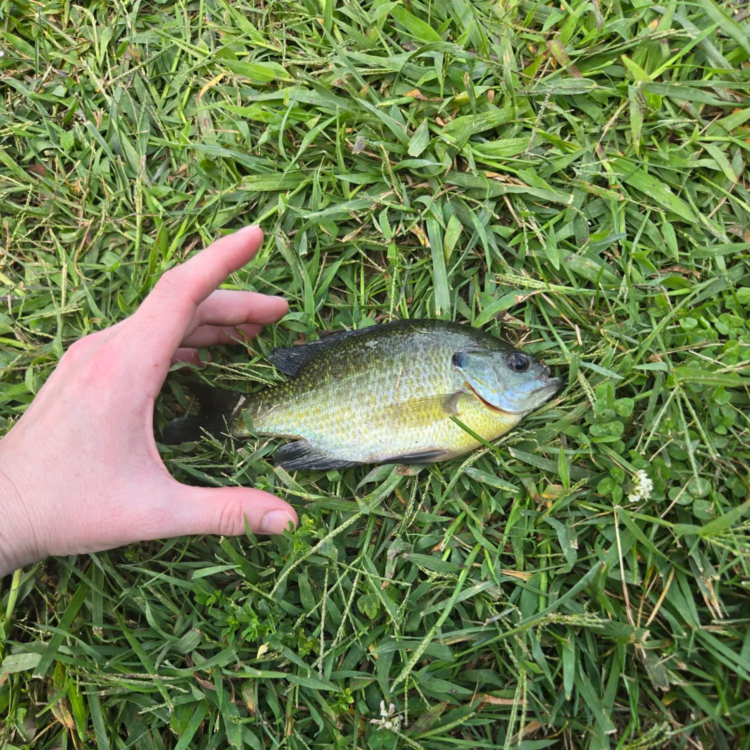 Bluegill caught on Fishbrain
