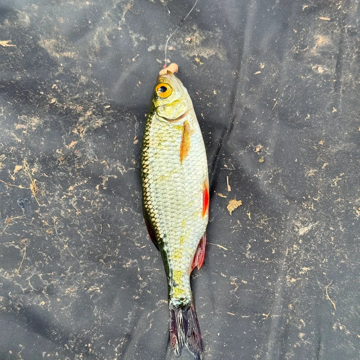 Common roach caught on Fishbrain