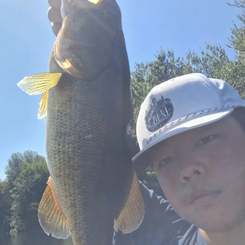 Largemouth bass caught on Fishbrain
