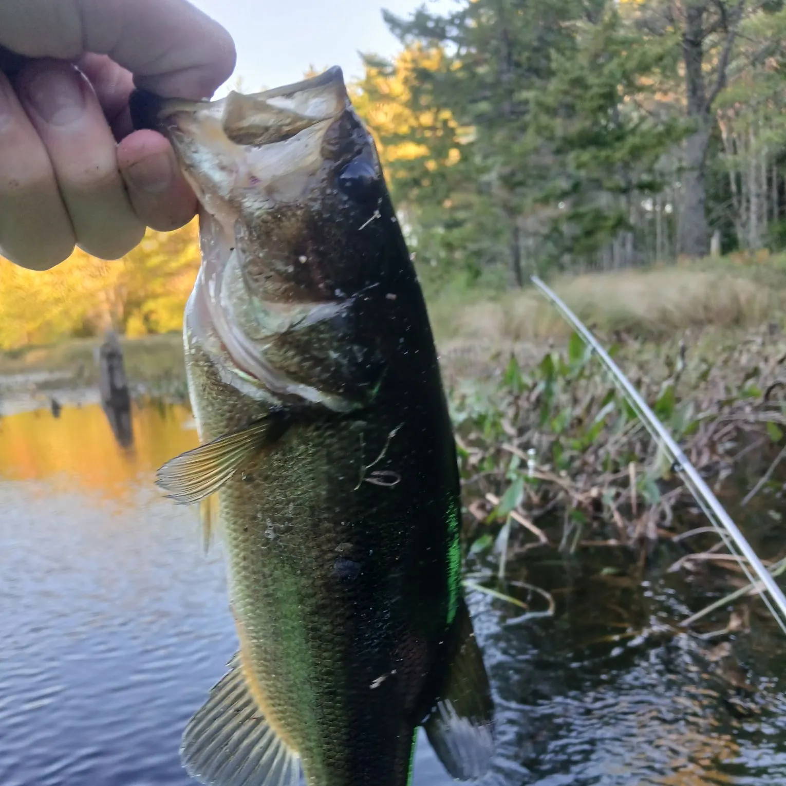 Largemouth bass caught on Fishbrain