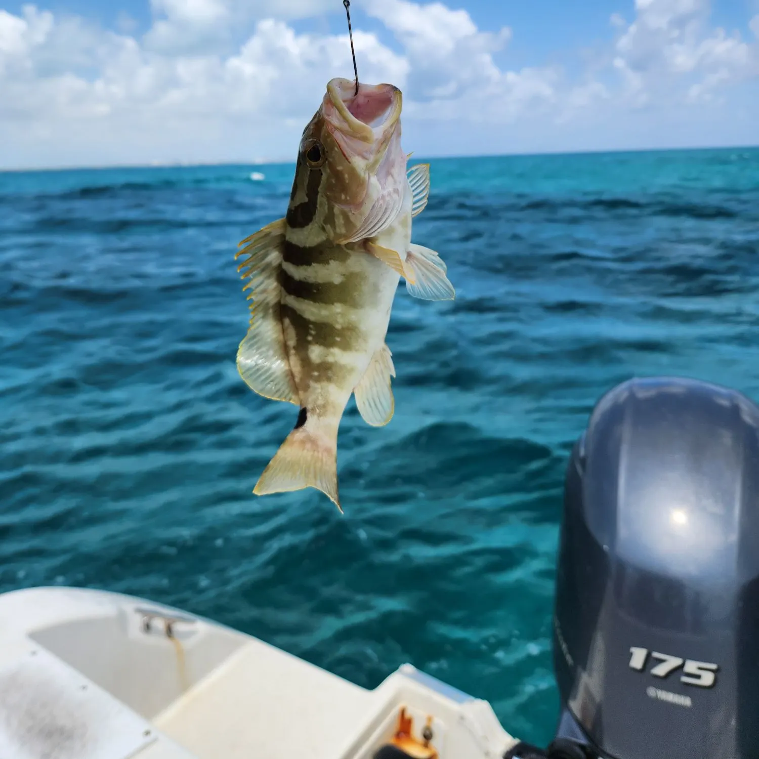 The most recent Nassau grouper catches on Fishbrain