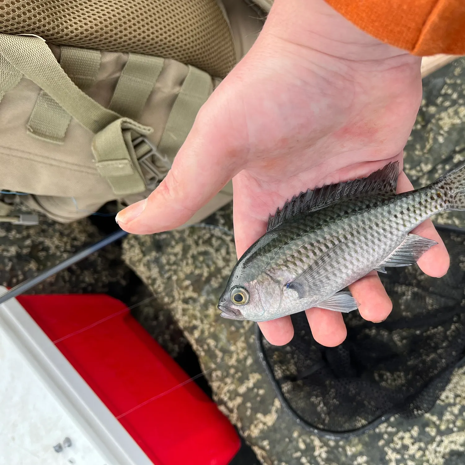 The most recent Blacksmith catches on Fishbrain