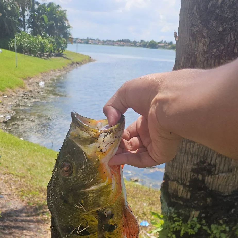 The most recent Butterfly peacock bass catches on Fishbrain