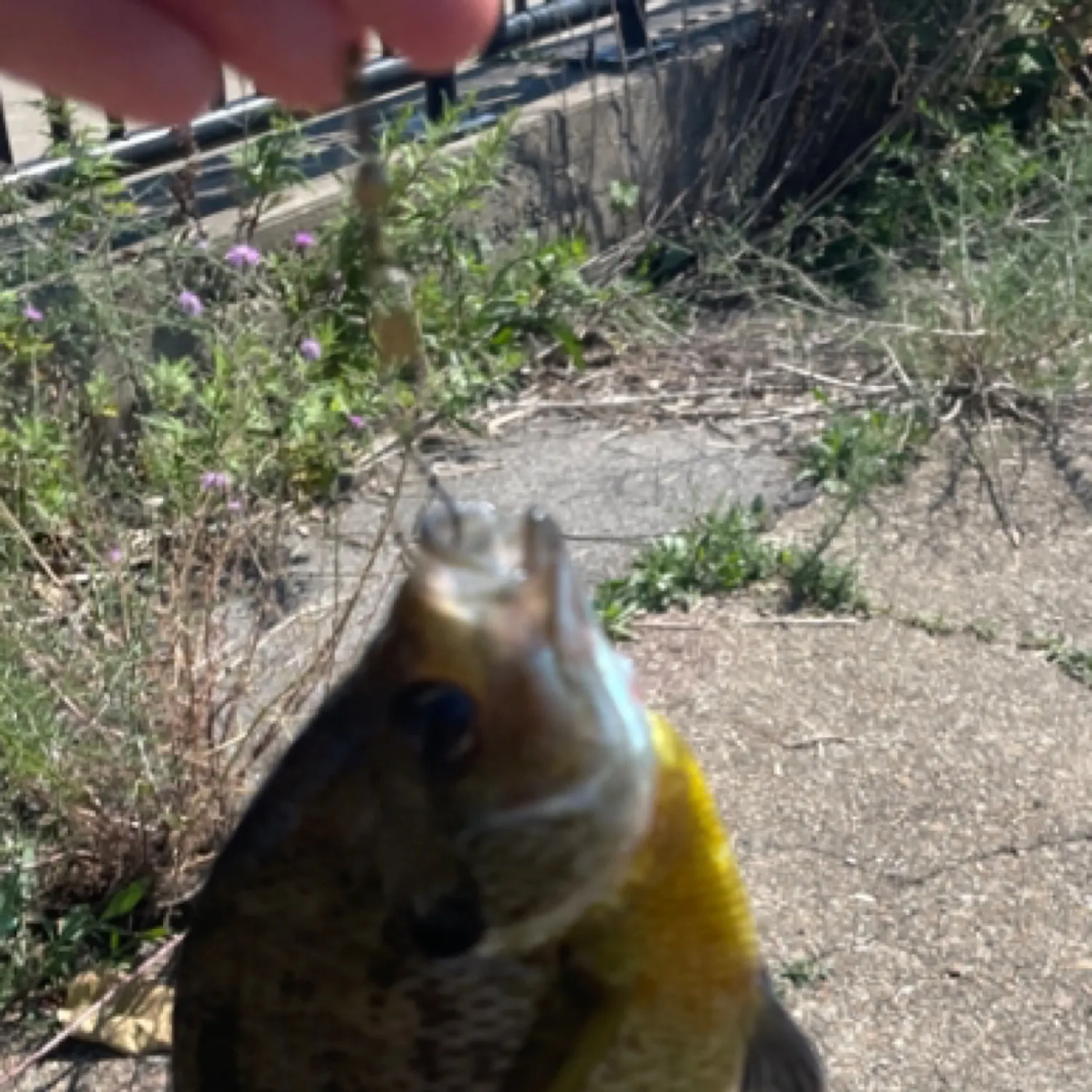 angler catch