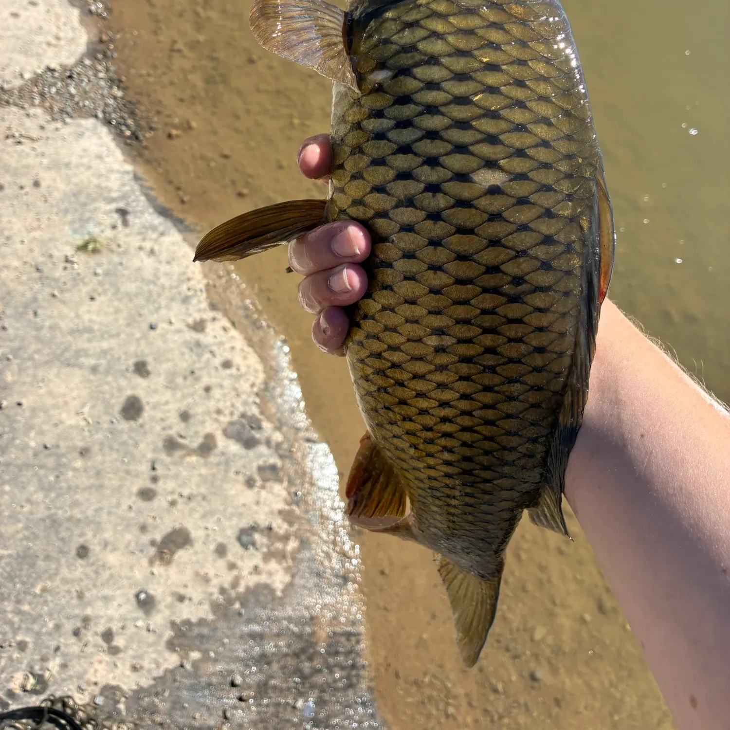 Common carp caught on Fishbrain