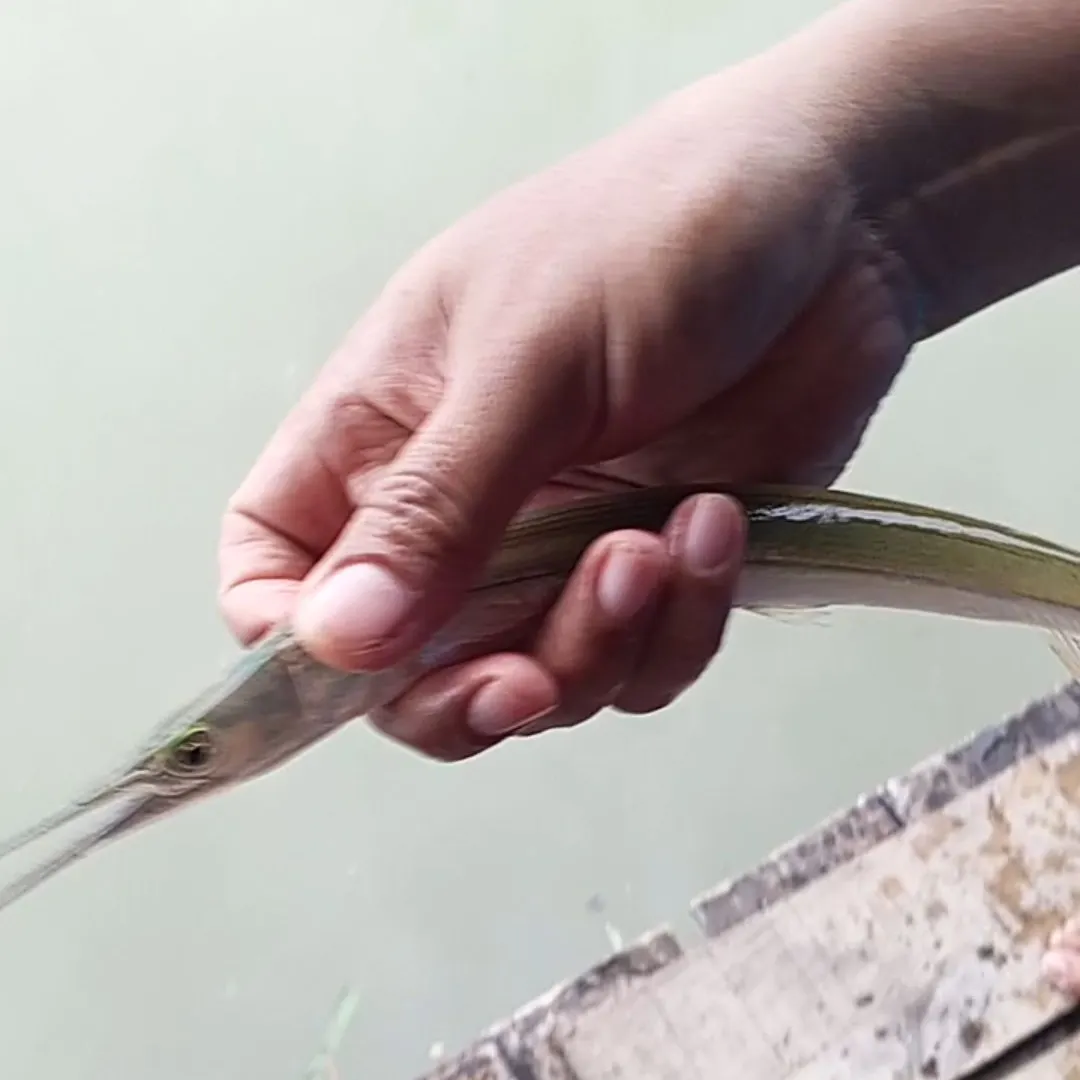 The most recent Atlantic needlefish catches on Fishbrain