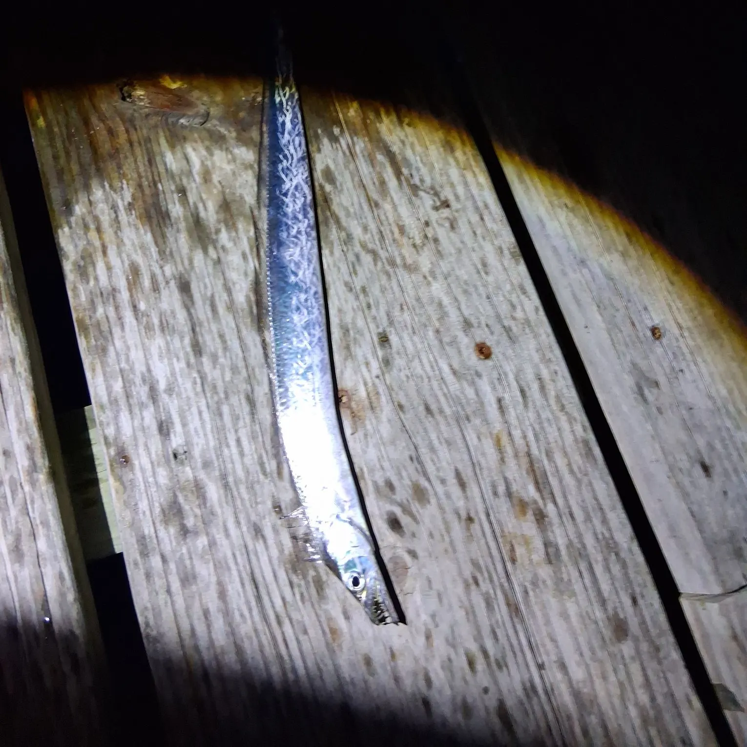 The most recent Silver scabbardfish catches on Fishbrain