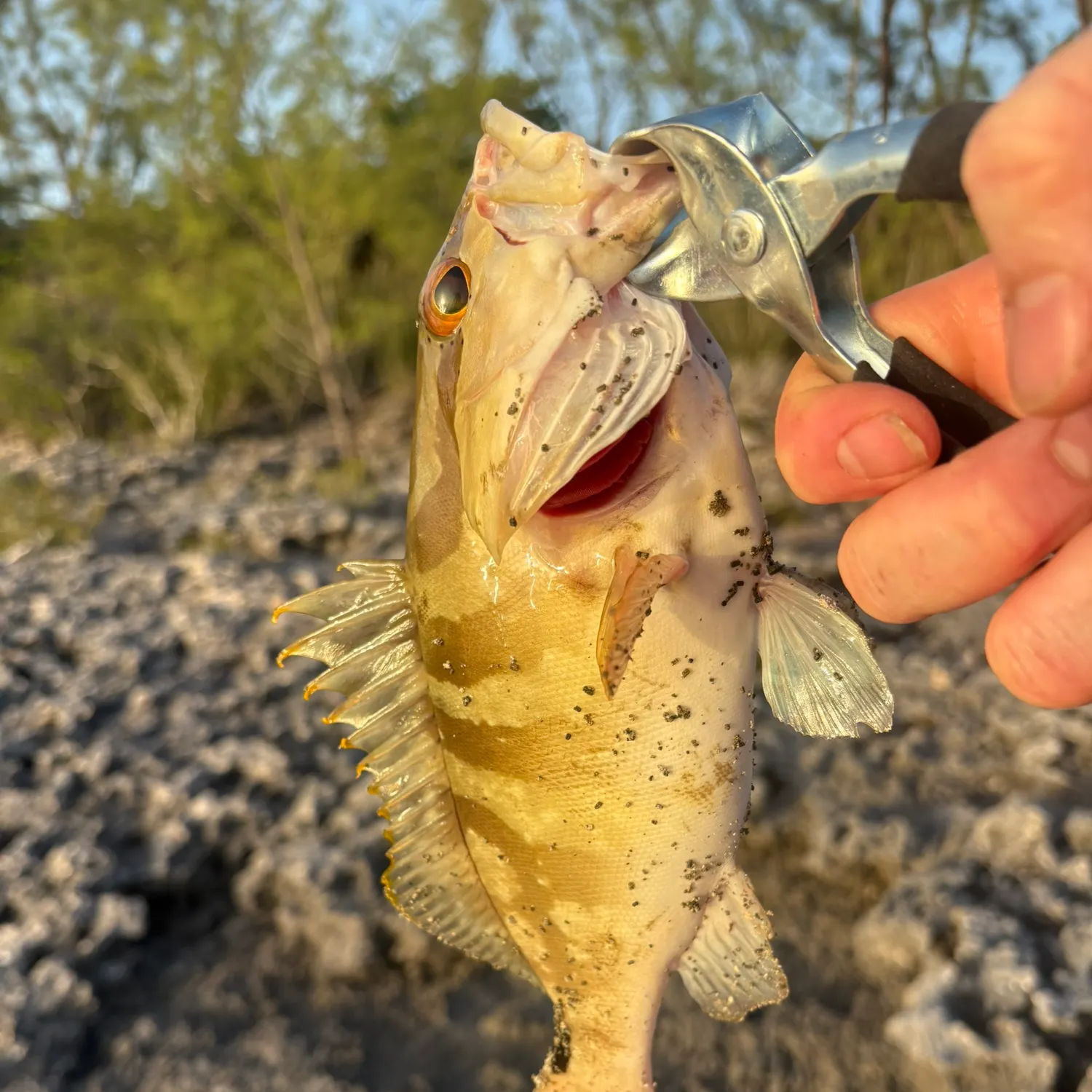 The most recent Areolate grouper catches on Fishbrain