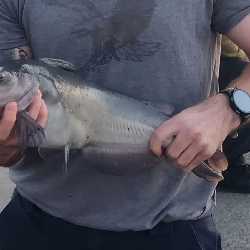 Channel catfish caught on Fishbrain