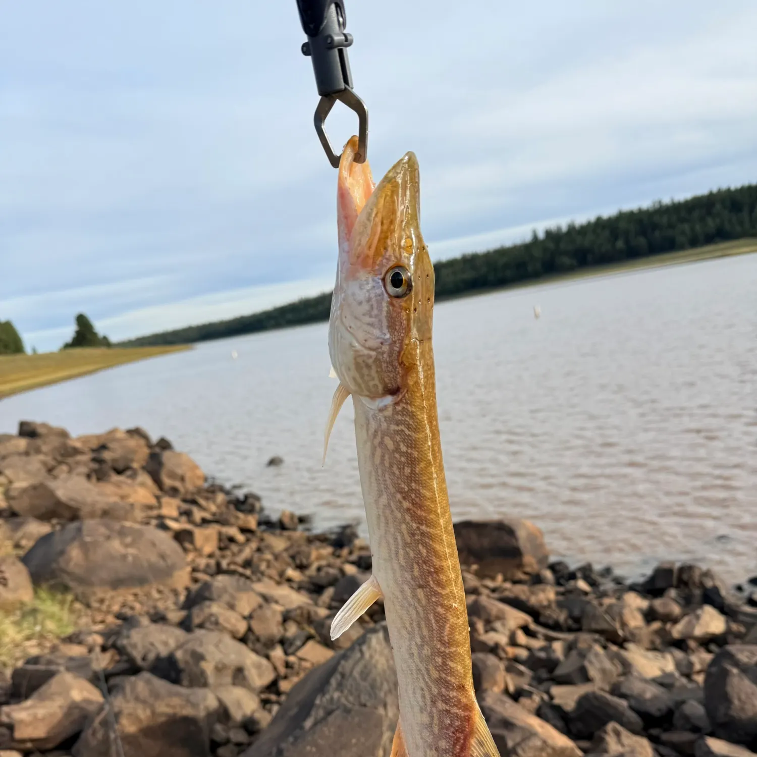 Northern pike caught on Fishbrain