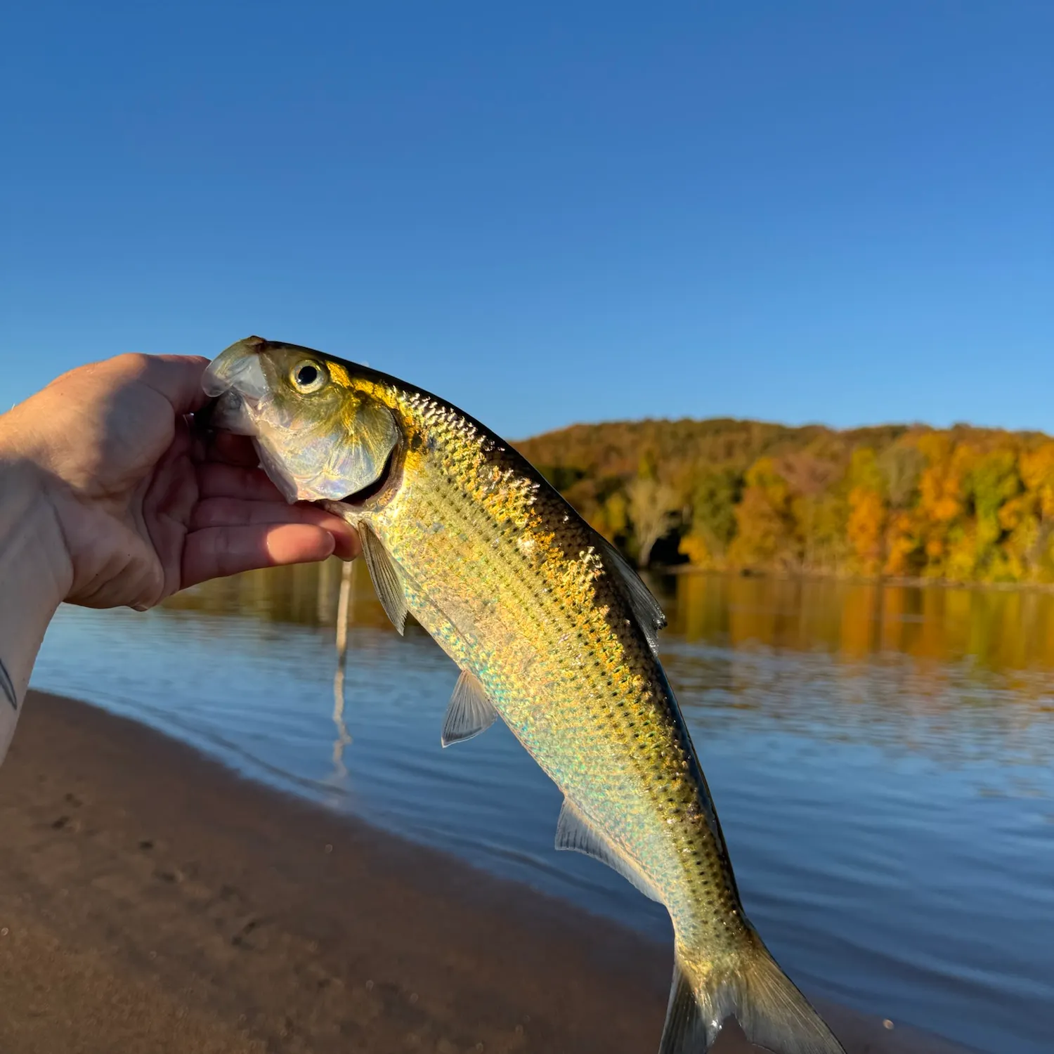 The most recent Hickory shad catches on Fishbrain