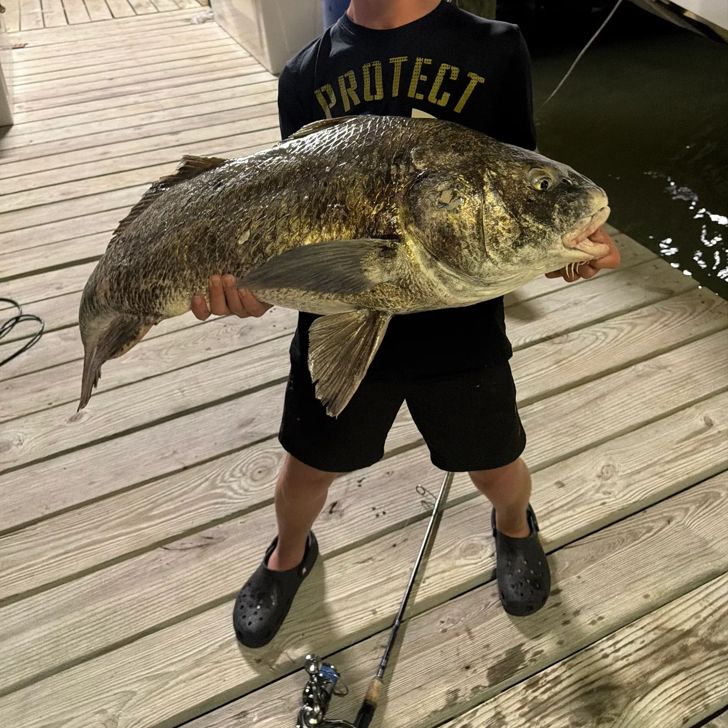 Black drum caught on Fishbrain