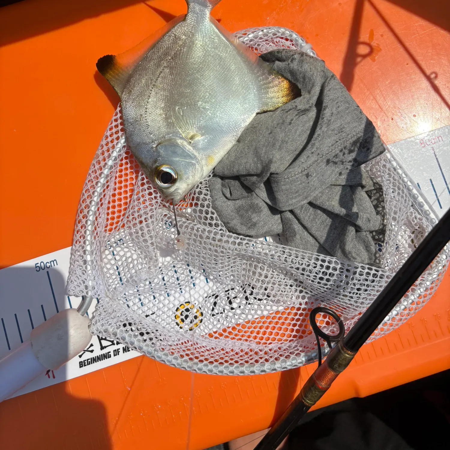 The most recent Silver moony catches on Fishbrain