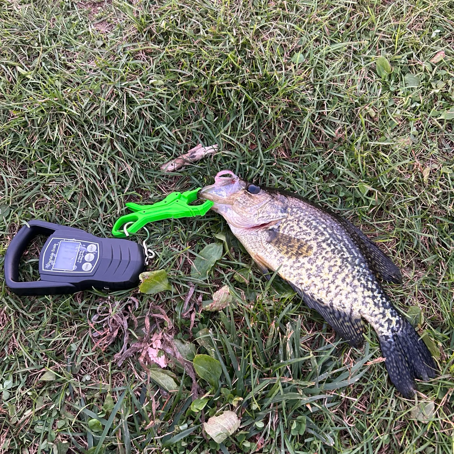 Black crappie caught on Fishbrain