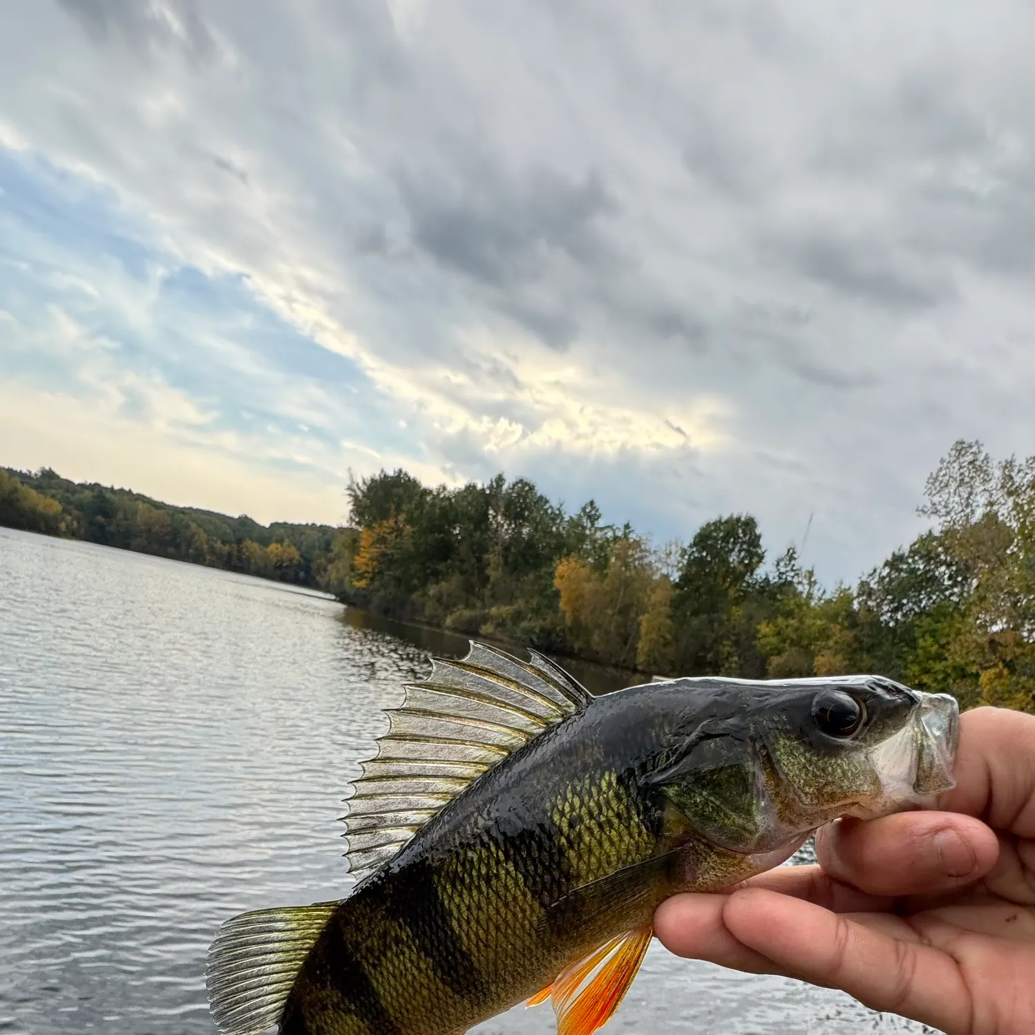 Yellow perch caught on Fishbrain