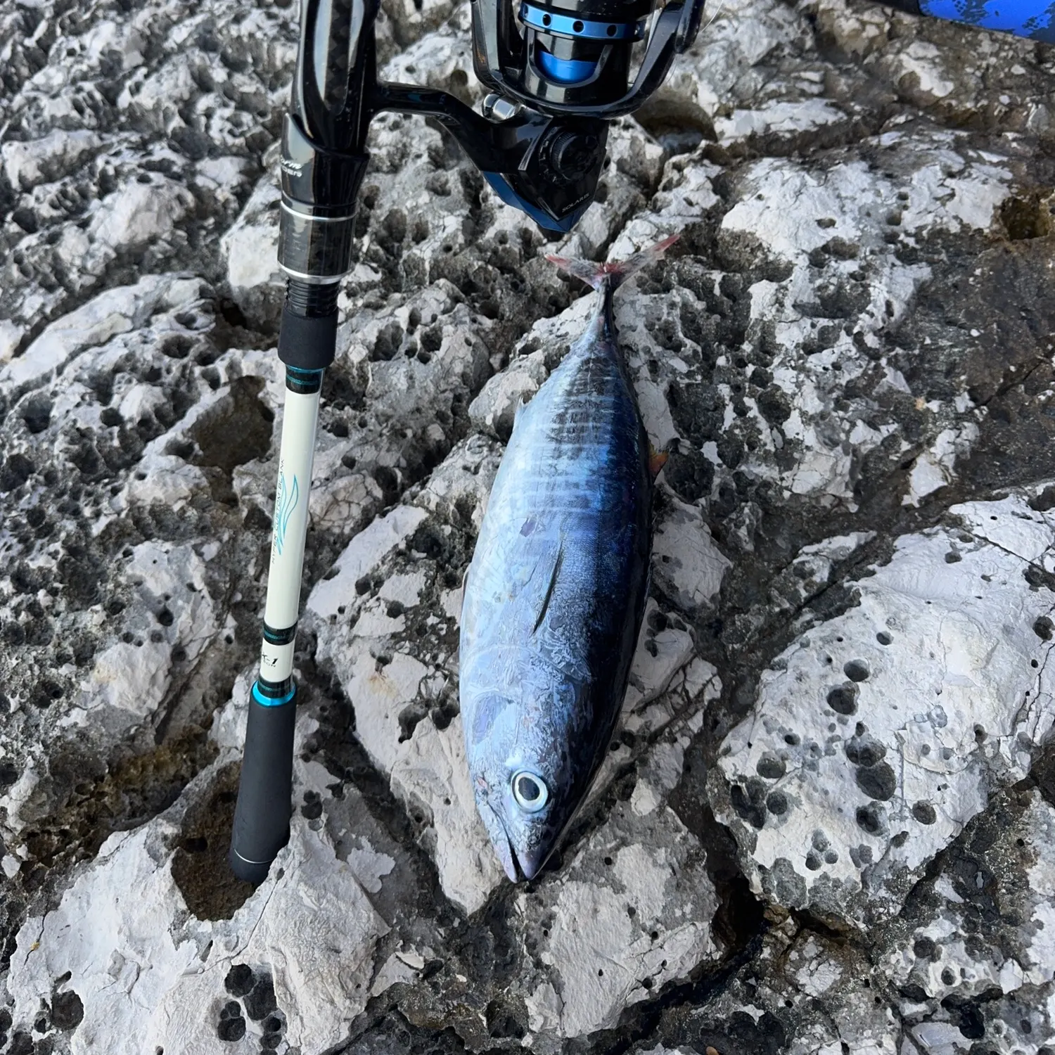 The most recent Atlantic bluefin tuna catches on Fishbrain