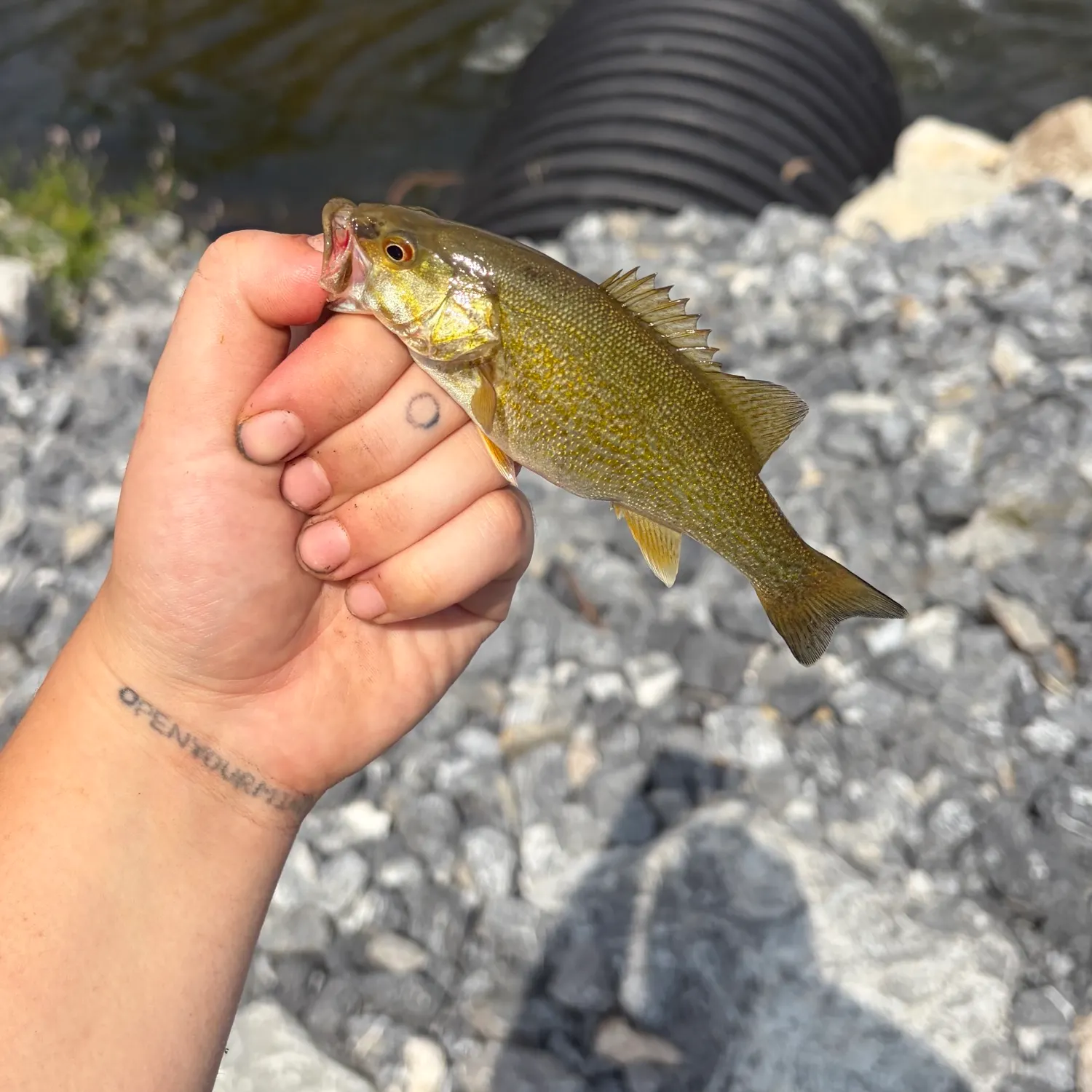Smallmouth bass caught on Fishbrain