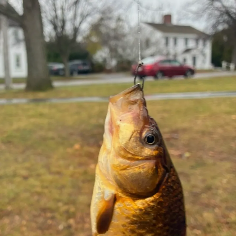 The most recent Koi x common carp catches on Fishbrain