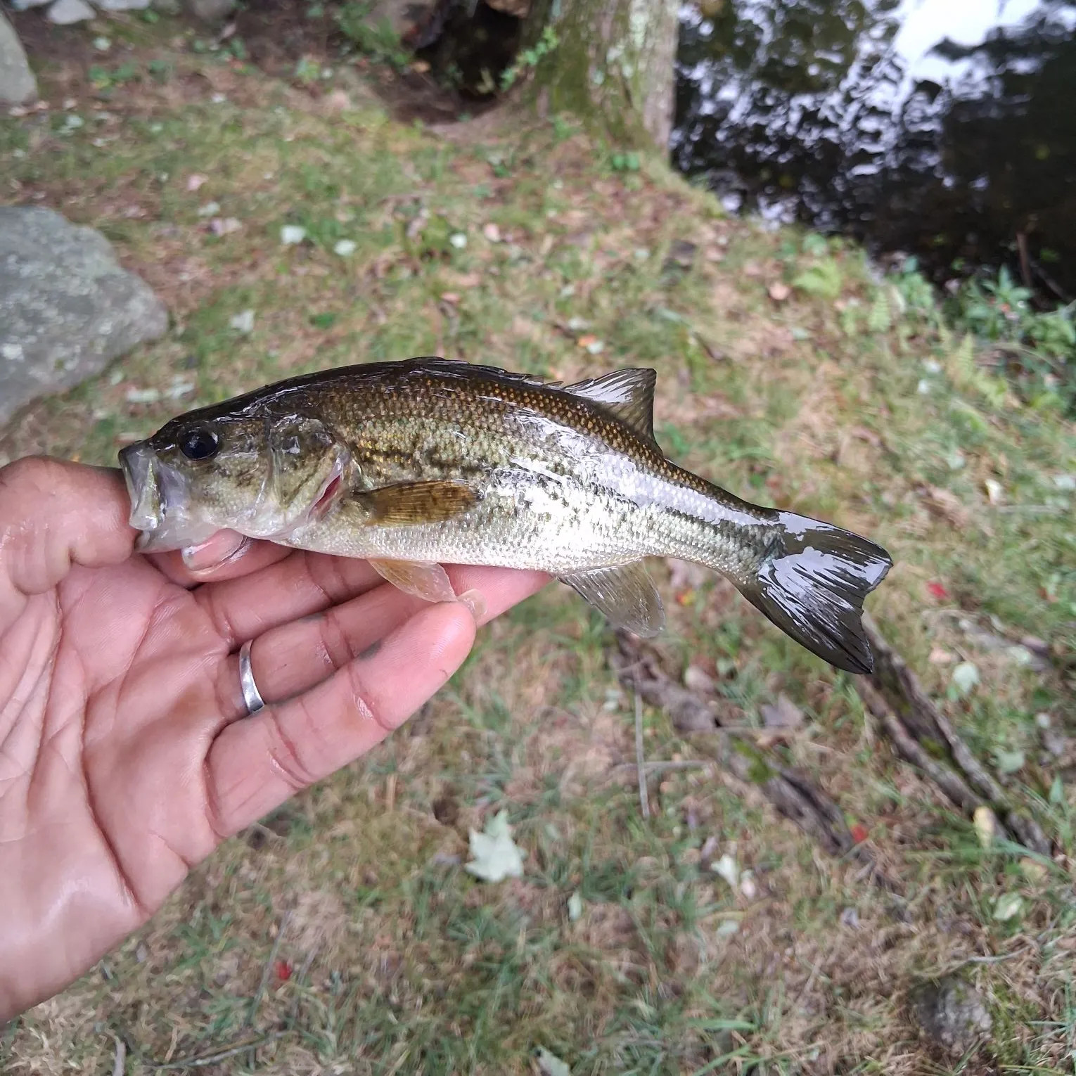 Largemouth bass caught on Fishbrain