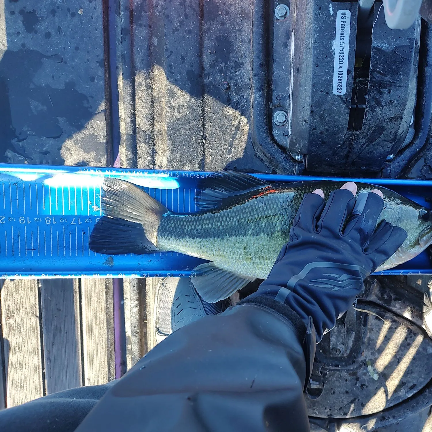 Largemouth bass caught on Fishbrain