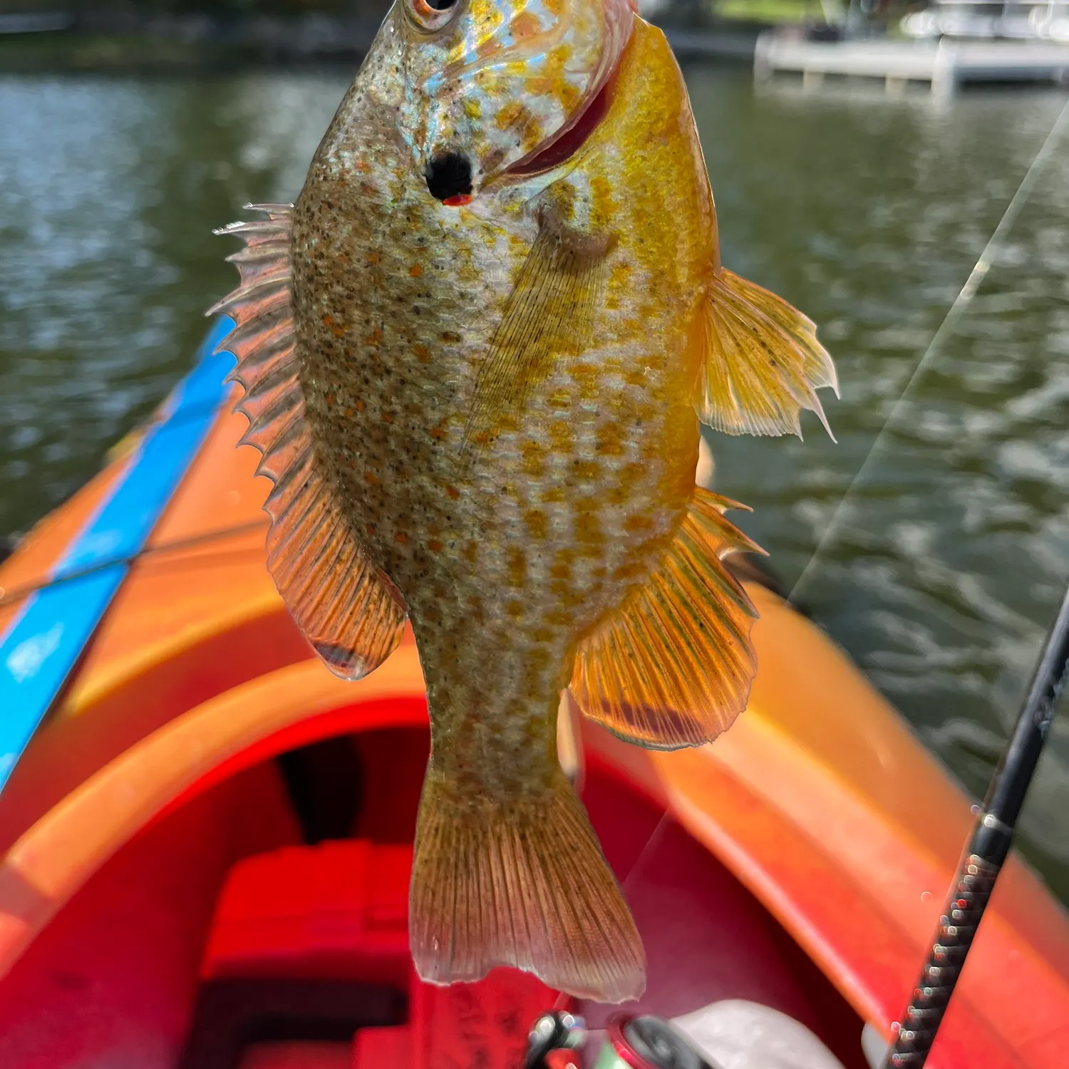 Pumpkinseed caught on Fishbrain