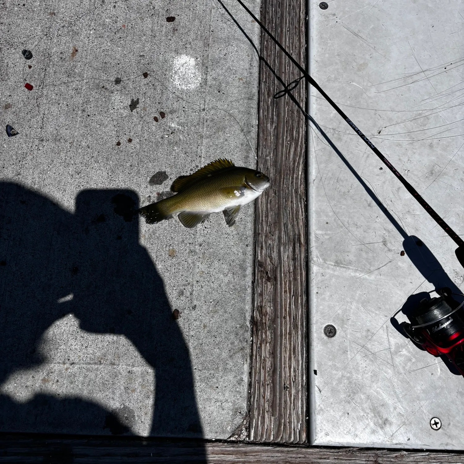 The most recent Opaleye catches on Fishbrain