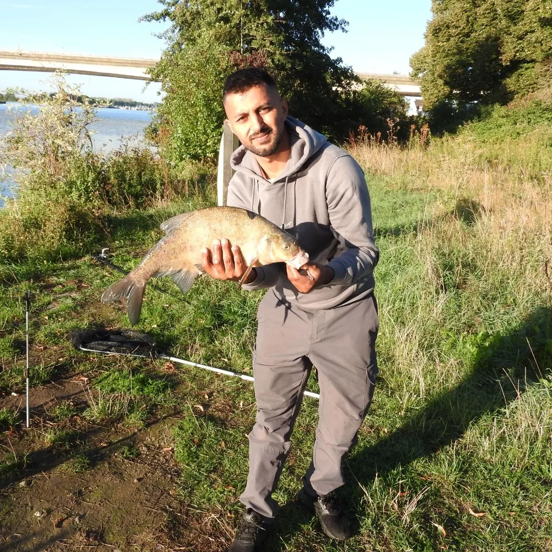 Common bream caught on Fishbrain